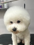 블리스펫츠