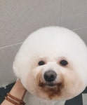 단정하개