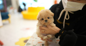 부산강아지분양 테디럽 명지본점