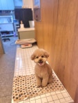 뽐나개