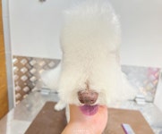 출장펫쌀롱빙구네