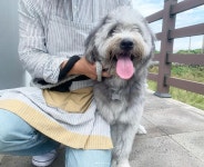 출장펫쌀롱빙구네