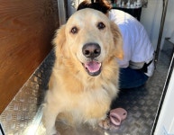 출장펫쌀롱빙구네