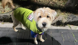 출장펫쌀롱빙구네