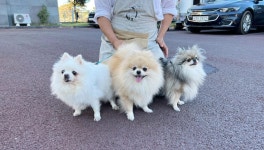 출장펫쌀롱빙구네