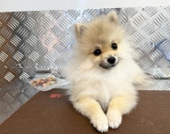 출장펫쌀롱빙구네