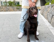 출장펫쌀롱빙구네