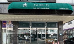 놀면묘하냥고양이카페