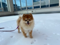 멍캐슬 프리미엄 반려견센터