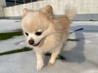 멍캐슬 프리미엄 반려견센터