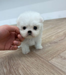 마마스미독 강아지분양 김해점