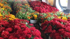 분산식물원