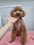 슬로독