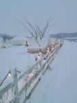 더 그레이