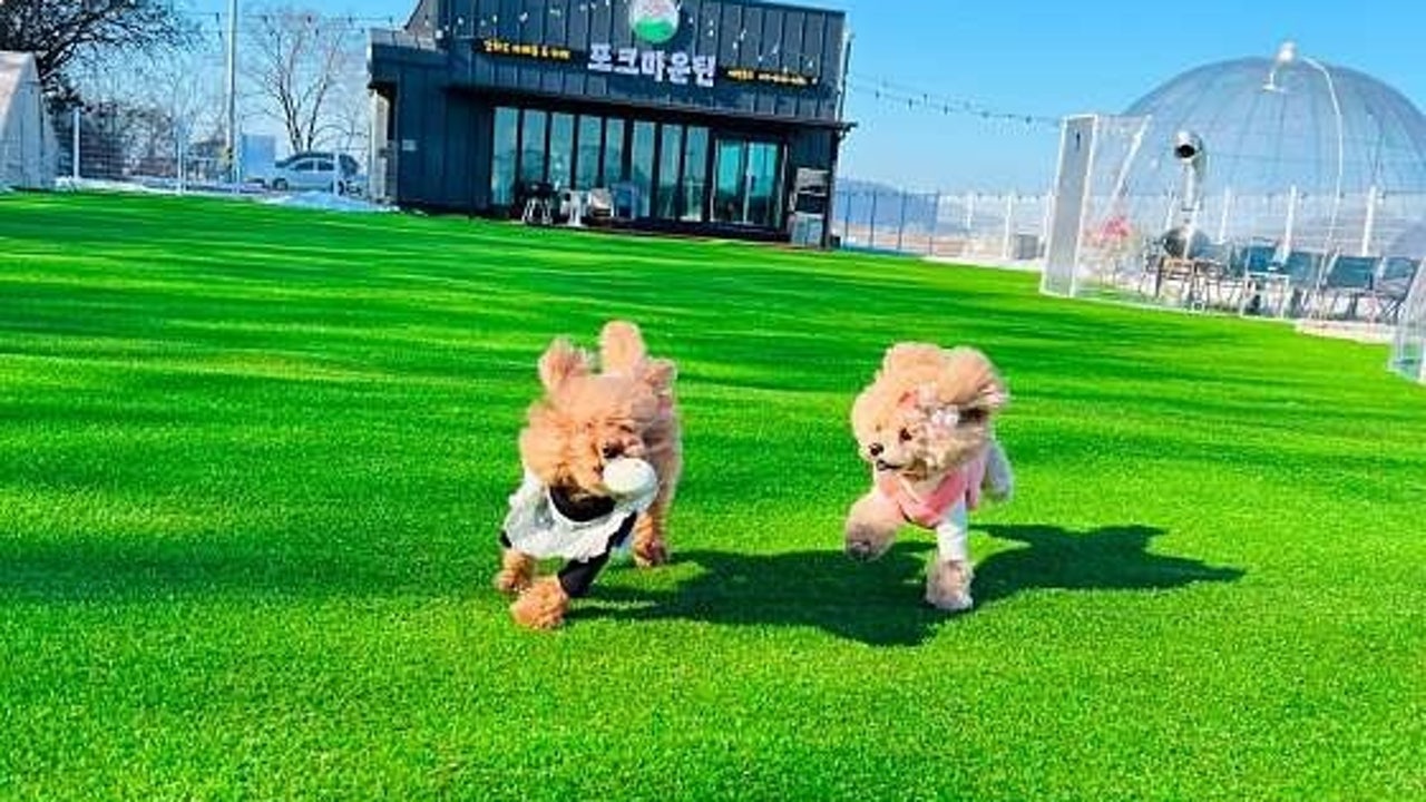 포크마운틴