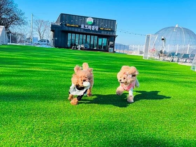 포크마운틴