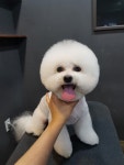애견 미용하는 남자