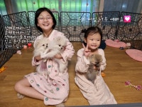 플랜멍 강아지분양 포항점