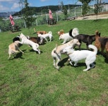 워킹애니멀스쿨 애견훈련소 애견유치원 애견호텔