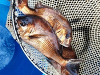 낭만물고기 실내바다낚시터