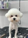 블리스펫츠