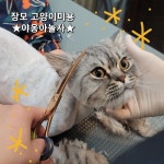야옹아놀자 망원점
