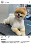 쌀강아지 다산애견미용실