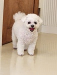 몽블리 펫샵