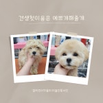 예쁘개해줄개