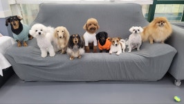 다온멍스쿨 애견유치원 &24시 애견호텔