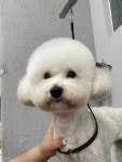 블리스펫츠