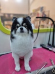 슬로독