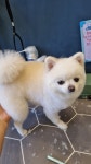 강아지살롱