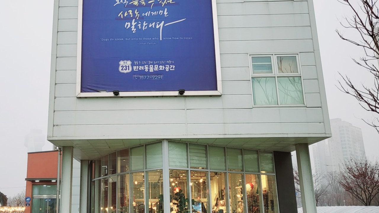 루트231 애견카페 애견유치원
