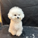 루트231 애견미용