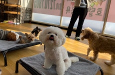 어썸 강아지 호텔 & 유치원