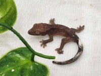 파충류샵 욜로게코