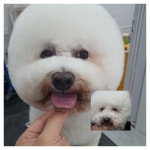 뽀삐애견샵