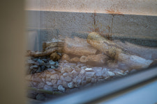 솔뫼독채풀빌라