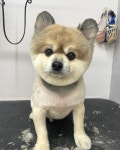 블리스펫츠