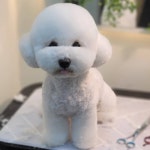 멍블리 애견미용&호텔놀이터