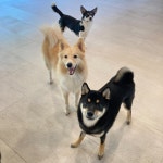 털로덮인친구들 수원광교점