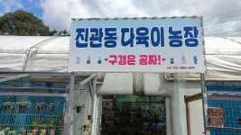 진관동다육이