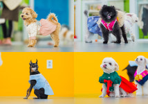 체크인독 애견유치원