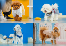 체크인독 애견유치원