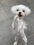 블리스펫츠