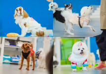 체크인독 애견유치원