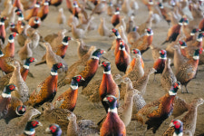 케거덩춘천꿩농장