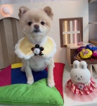 애견사랑 미용실