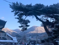 초리골 도토리새싹요리